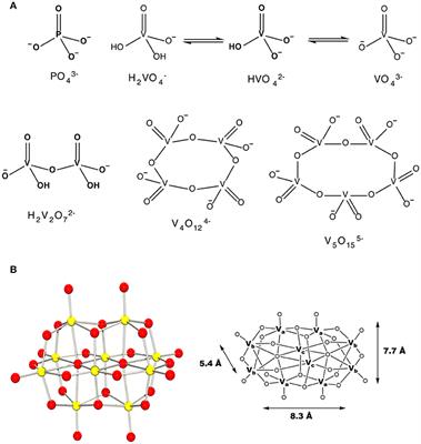 Decavanadate Inhibits Mycobacterial Growth More Potently Than Other Oxovanadates